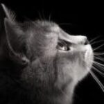 Фотографија на профилот на Svetlana
